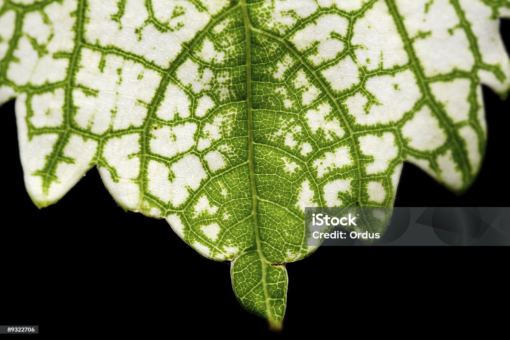 Hoja de tornillo - Foto de stock de Hoja libre de derechos