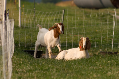Kid goat at farm. Bulk feed bin on background.