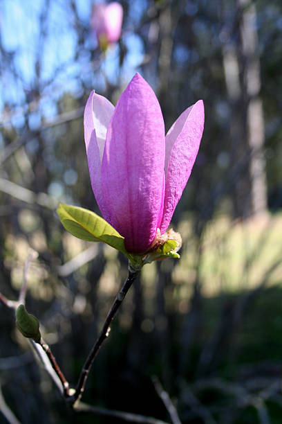 Tulipa Flor de Árvore - fotografia de stock
