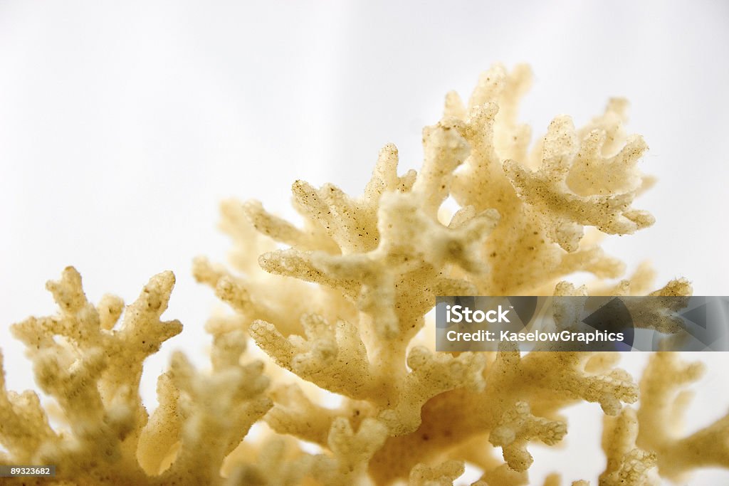 Coral abstrakte 1 - Lizenzfrei Abstrakt Stock-Foto