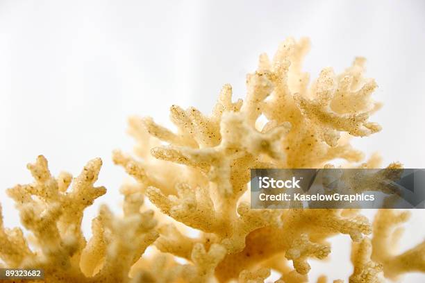 Coral Abstrakte 1 Stockfoto und mehr Bilder von Abstrakt - Abstrakt, Beige, Design