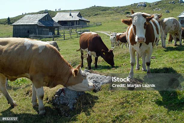Manada De Vacas Em Pastagens De Montanha Vacas E Huts De Madeira - Fotografias de stock e mais imagens de Agricultura