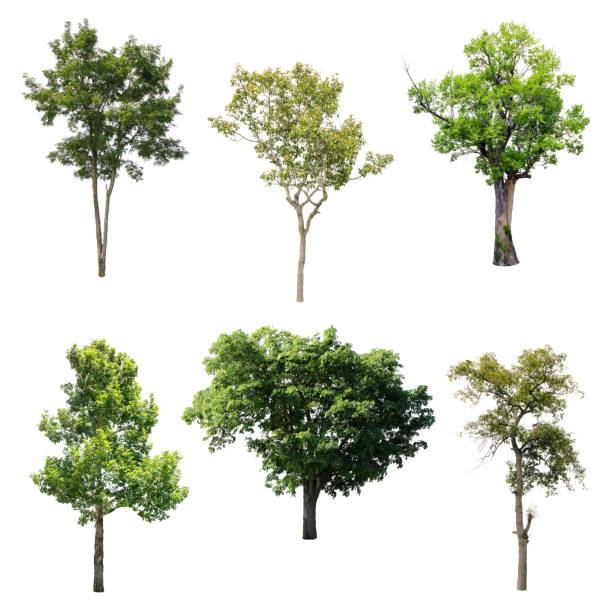 istock Set of isolated trees on white background. 893238448