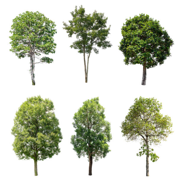 istock Set of isolated trees on white background. 893238468