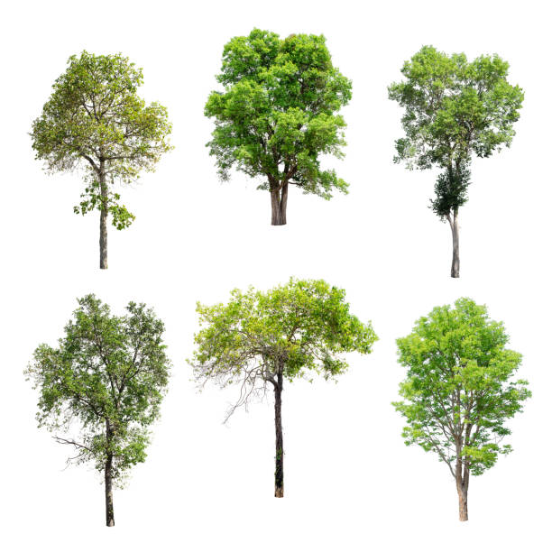 istock Set of isolated trees on white background. 893238654