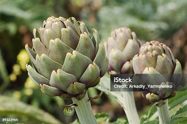 Gustos De Alcachofa Foto de stock y más banco de imágenes de Alcachofa - Alcachofa, Crecimiento, Agricultura