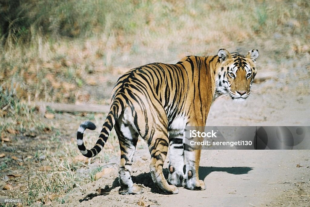 Tigre na estrada - Royalty-free Tigre Foto de stock