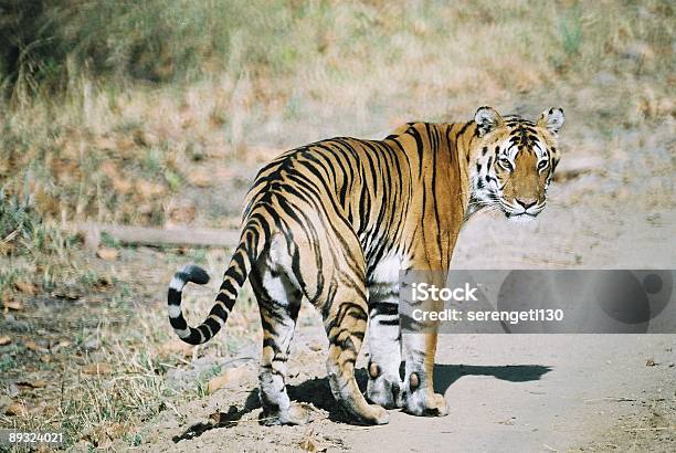 Tigre Na Estrada - Fotografias de stock e mais imagens de Tigre - Tigre, Rabo, Animais caçando