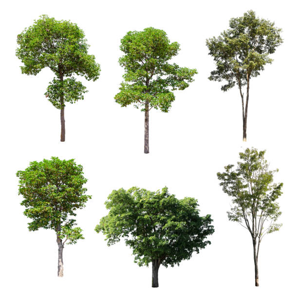 istock Set of isolated trees on white background. 893240842