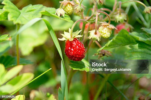 Bush Von Strawberry Stockfoto und mehr Bilder von Ast - Pflanzenbestandteil - Ast - Pflanzenbestandteil, Beere - Obst, Beere - Pflanzenbestandteile