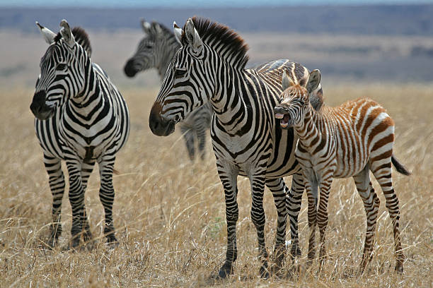 Zebra Mare and Foal stock photo