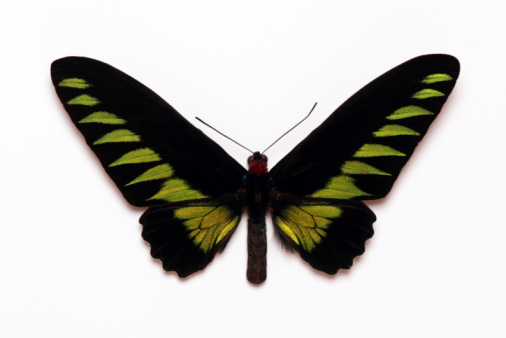 black and green butterfly isolated white background