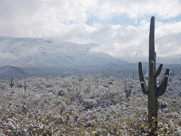 istock Desert and Cactus in the Snow 89325057