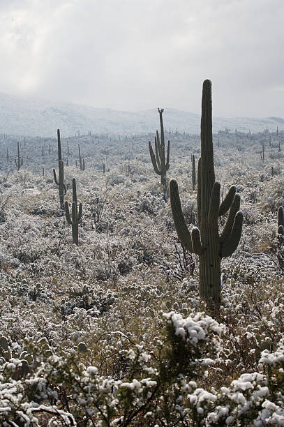 istock Desert and Cactus in the Snow 89325538