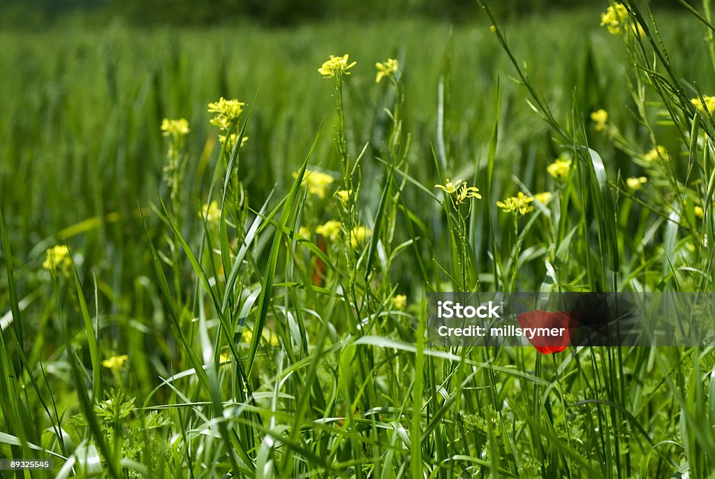 Red Poppy en verde - Foto de stock de Aire libre libre de derechos