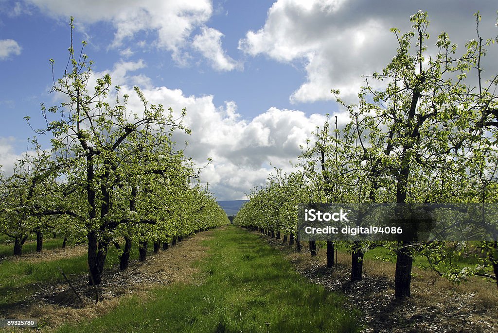 Pear Orchard  Blossom Stock Photo