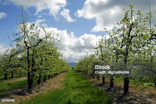 Pear Orchard Stock Photo - Download Image Now - Blossom, Blue, Botany