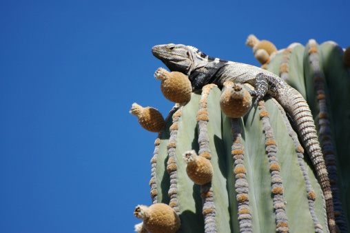 San Esteban spiny-tailed iguana, 
