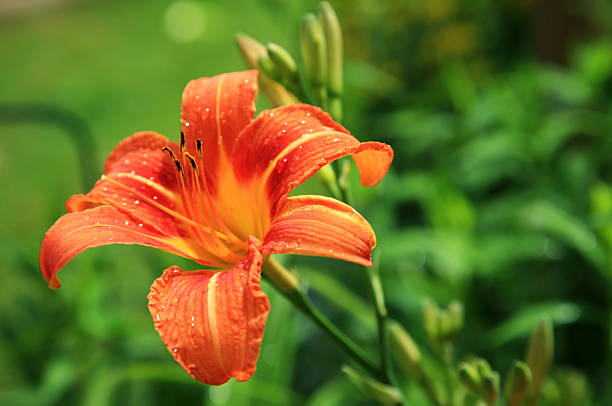 Red daylily (Hemerocallis fulva)  day lily stock pictures, royalty-free photos & images