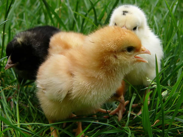istock Chicken gamboge, whites and black 89325892