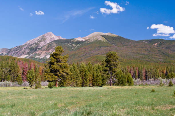 istock Bark Beetle Damage in the Rocky Mountains 893259368