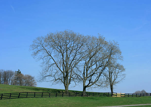 istock Trees on horse farm 89325950
