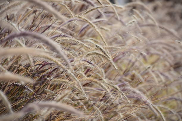 istock plant similar to wheat 893259980