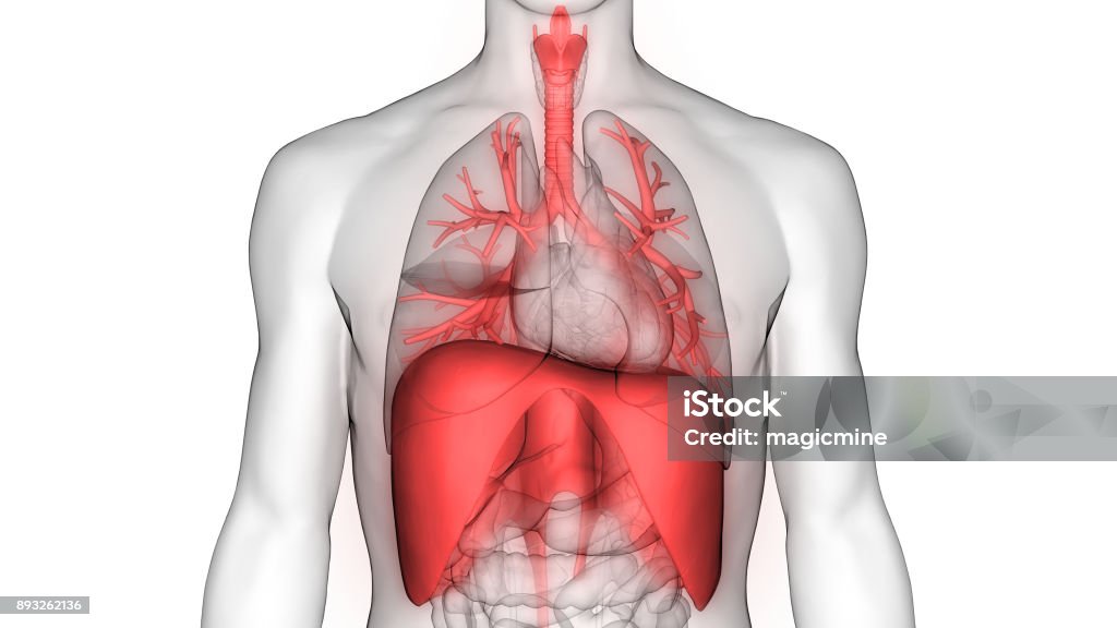Human Respiratory System (Lungs, Diaphragm) Anatomy 3D Illustration of Human Respiratory System (Lungs, Diaphragm) Anatomy Diaphragm - Body Part Stock Photo