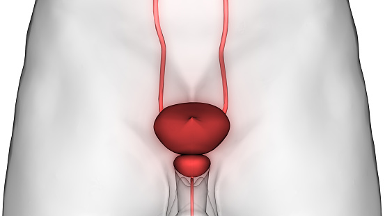 3D Illustration of Human Body Organs Anatomy (Urinary Bladder)
