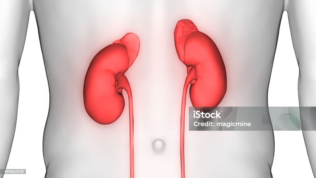 Human Body Organs Anatomy (Kidneys) 3D Illustration of Human Body Organs Anatomy (Kidneys) Abstract Stock Photo