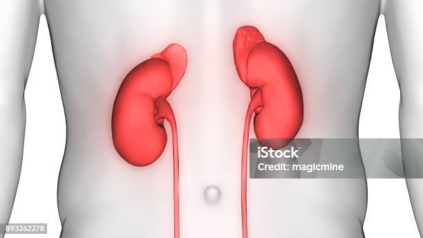 Human Body Organs Anatomy Stock Photo - Download Image Now - Abstract, Anatomy, Bad Condition