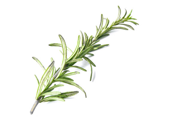 istock rosemary herb closeup isolated on white background 893262586