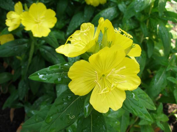 Amarelo Flores - fotografia de stock