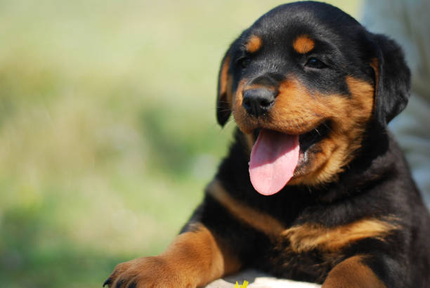 Cute puppy http://www.gunaymutlu.com/iStock/pets-360.jpg rottweiler stock pictures, royalty-free photos & images