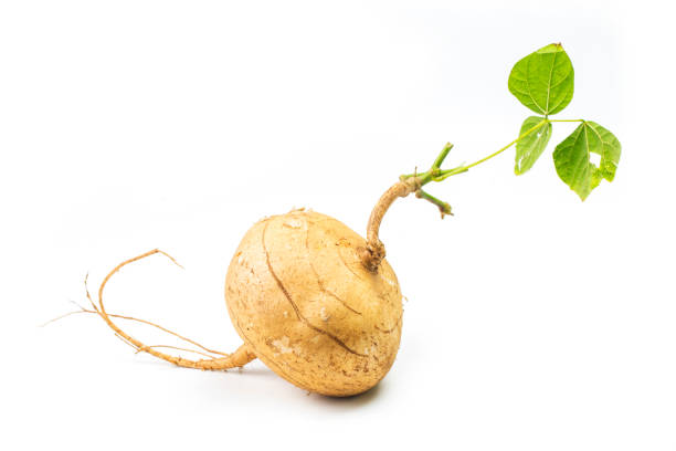 istock Whole single Jicama isolated on white background 893267330