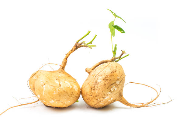 istock Whole single Jicama isolated on white background 893267376