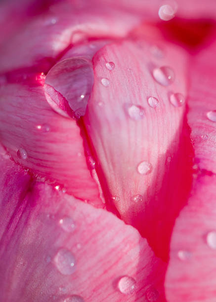 istock Closeup of pink tulip with dew drops 89326985