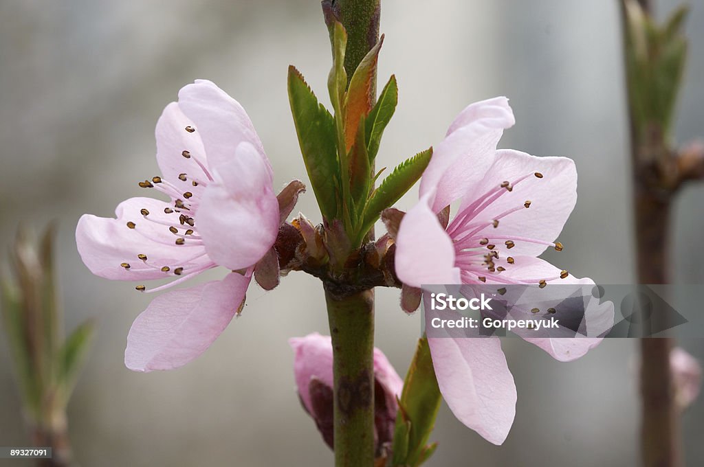 Flores y hojas de joven - Foto de stock de Abril libre de derechos