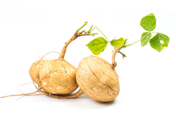 istock Whole single Jicama isolated on white background 893272232