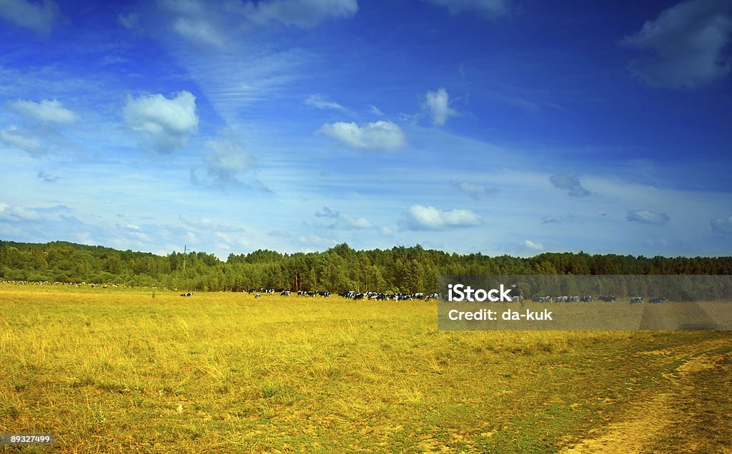 Landscape  Agricultural Field Stock Photo