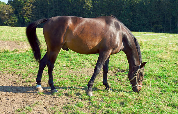 brown horse eating grass on a green field stock photo