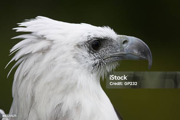 Sea Eagle Porträt Stockfoto und mehr Bilder von Adler - Adler, Angelhaken, Farbbild