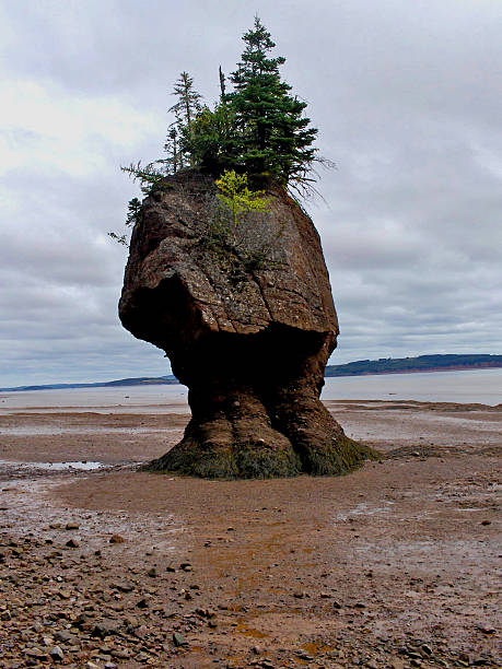 Tree and Hopewell Rocks stock photo