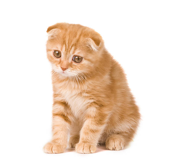 sad kitten stock photo