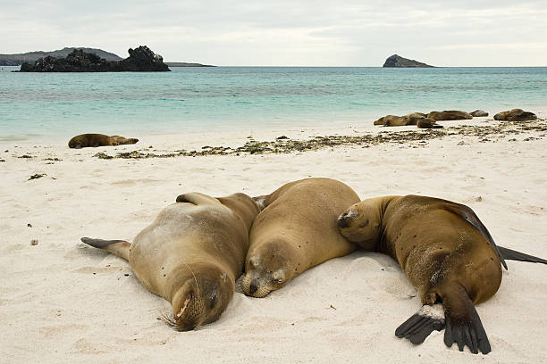istock Galapagos Sea Lions 89327894