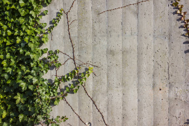 istock concrete wall with ivy green on a sunny december advent day 893279782