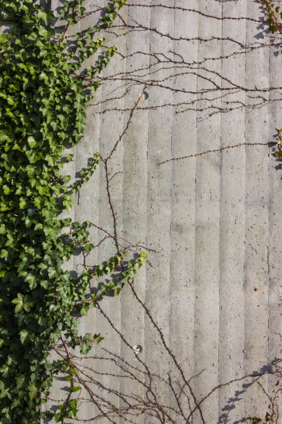 istock concrete wall with ivy green on a sunny december advent day 893279786
