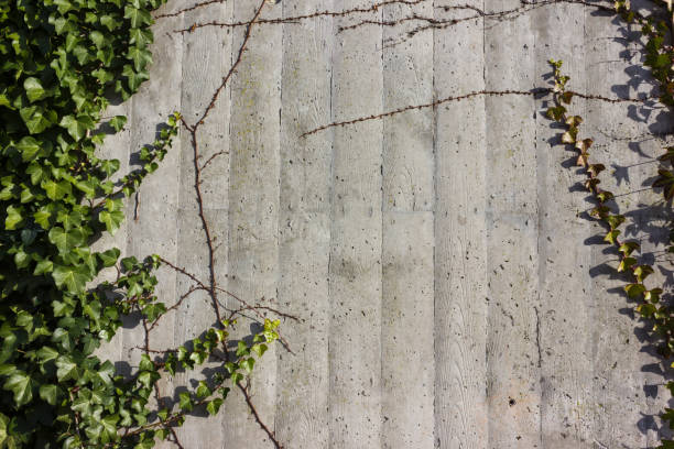 istock concrete wall with ivy green on a sunny december advent day 893279790