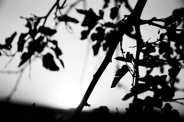 istock Silhouette of Branches and Leaves 89328059