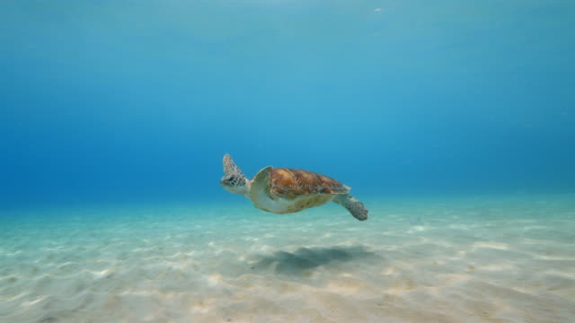 Green Sea Turtle swim in shallow water of the coral reef in the Caribbean Sea around Curacao